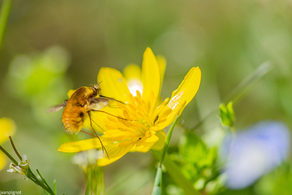 bombyle.JPG