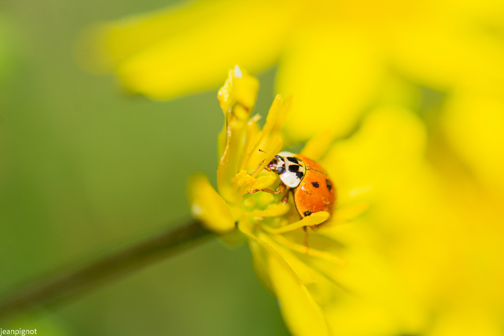 coccinelle.JPG