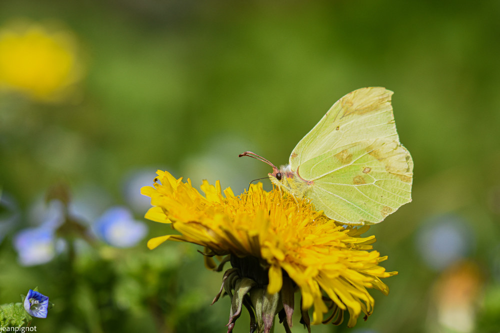 papillon citron.JPG