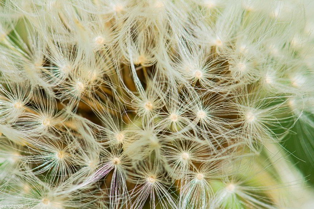 akens de pissenlit (2)_1158_1159_1161_1163.JPG