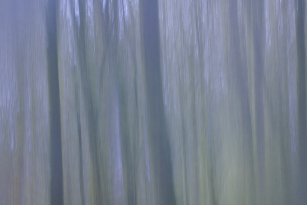 filé d'arbres mars 2023 4.jpg