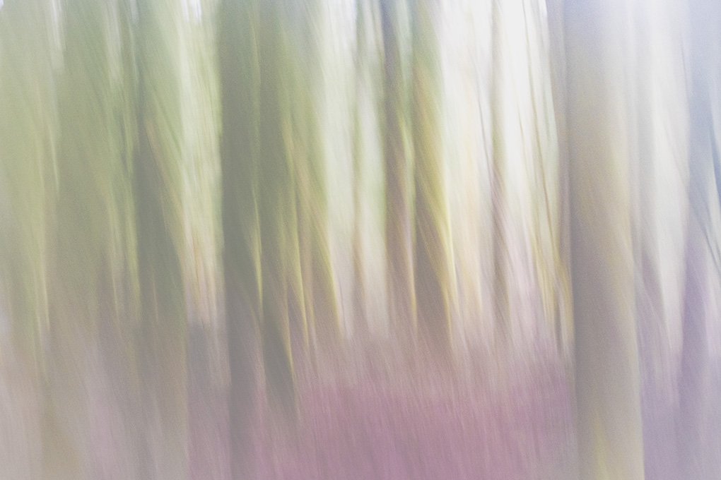 filé d'arbres mars 2023 5a.jpg