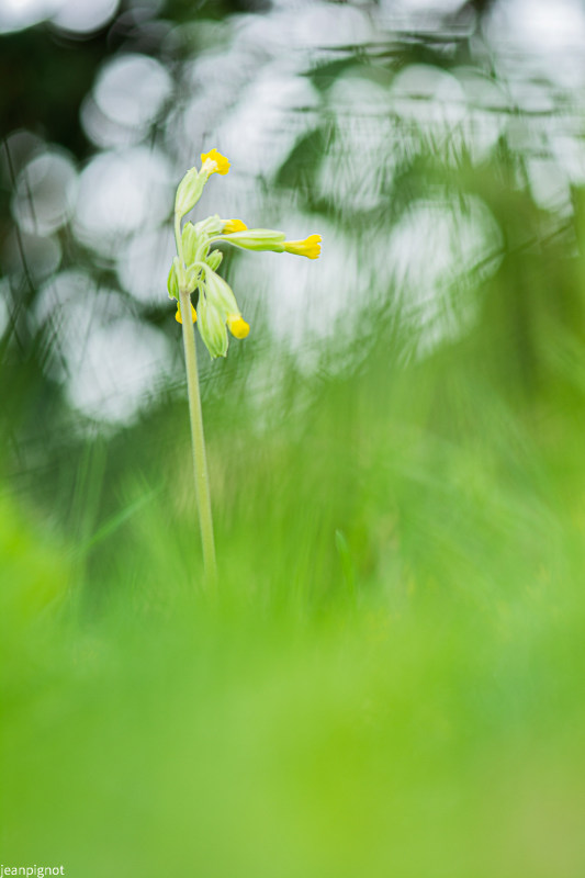 primevère officinale (2).JPG