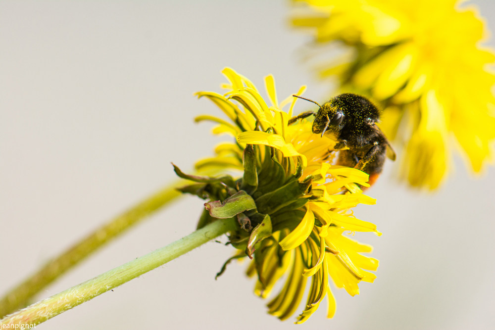 bonbus lapidarius.JPG