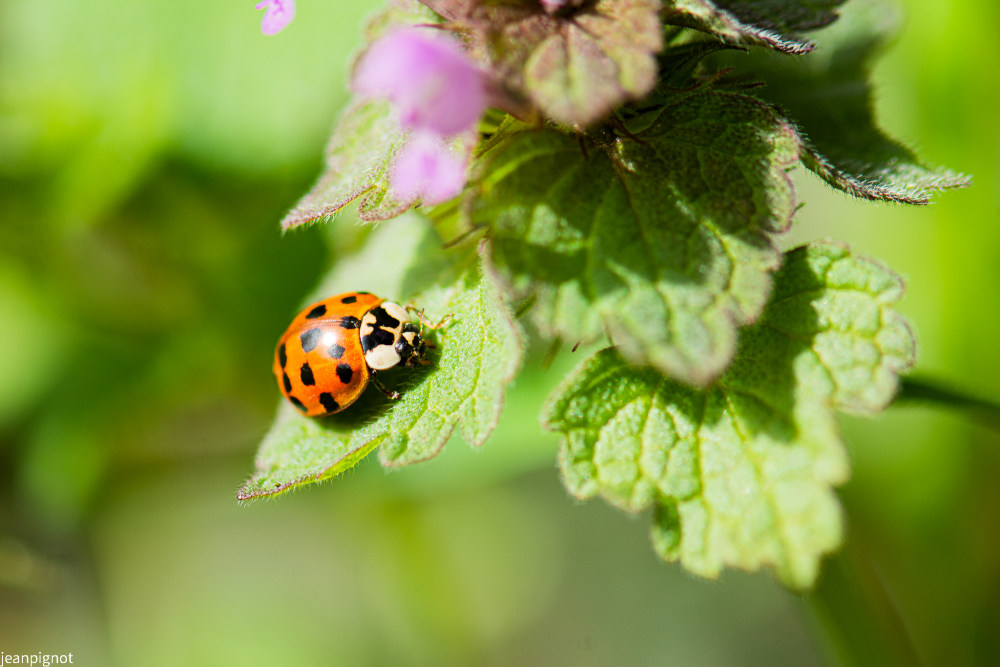 coccinel.JPG