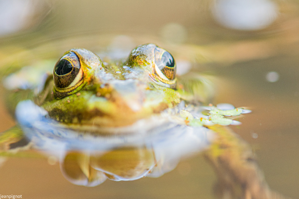 grenouille verte.JPG