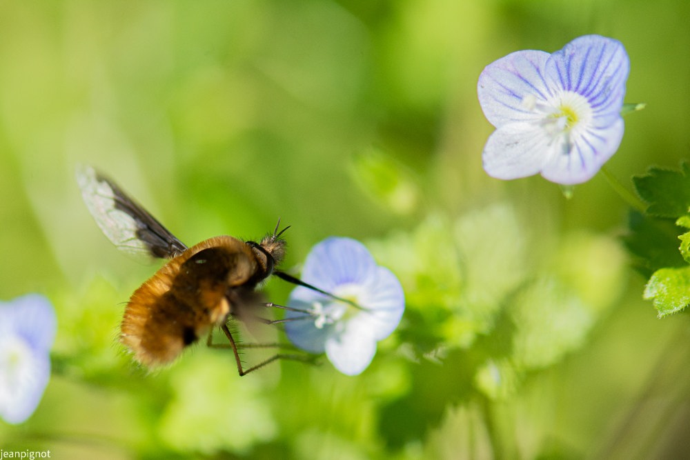 bombyle (2).JPG