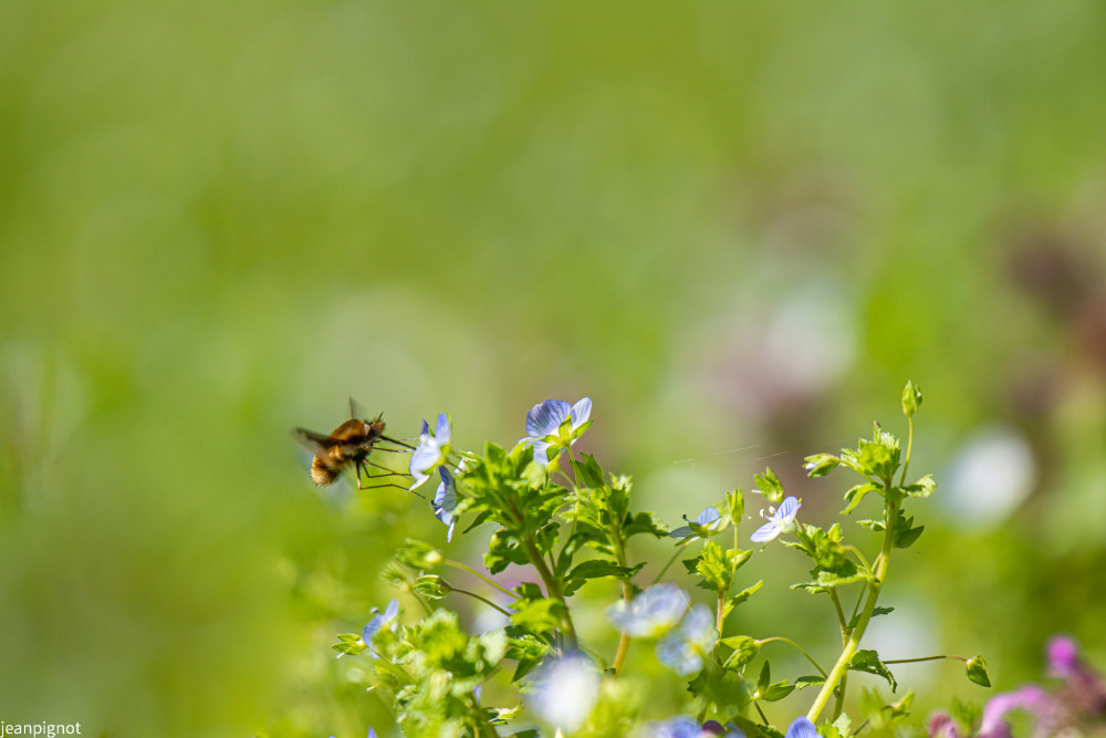 bombyle.JPG