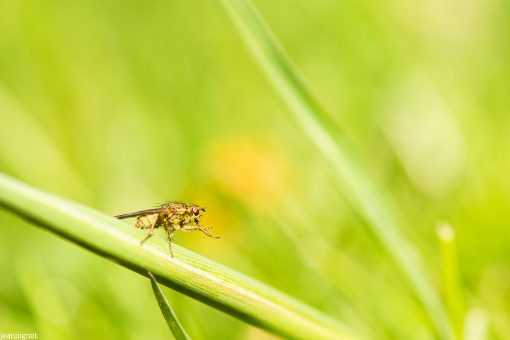 mouche scatophage_1251.JPG