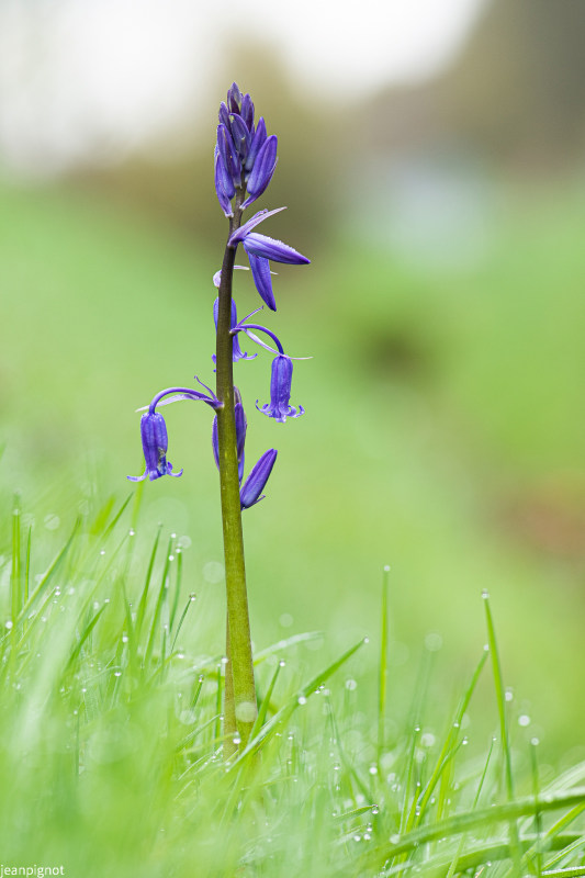 jacinthe des bois_1243.JPG