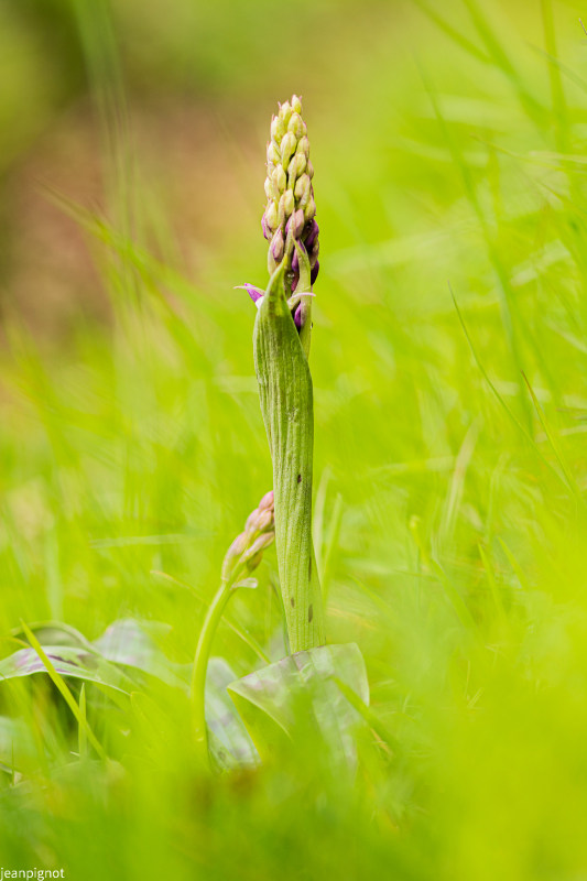orchis male_1244.JPG