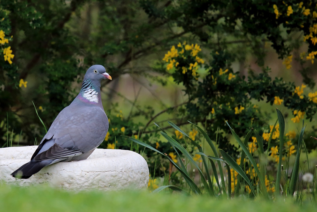 1145 Pigeon ramier.jpg