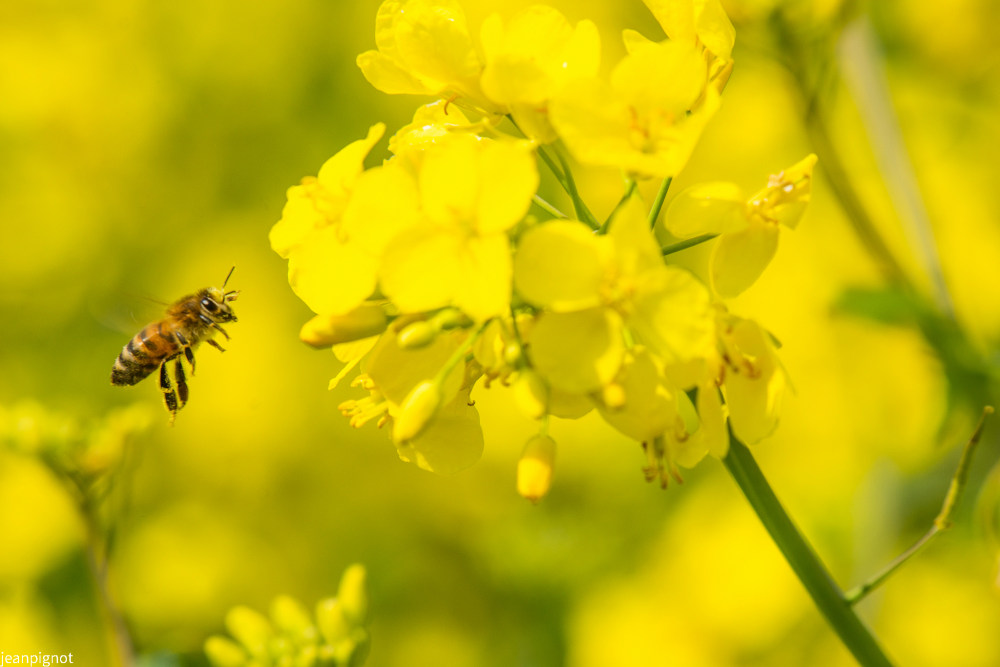 abeille comune.JPG