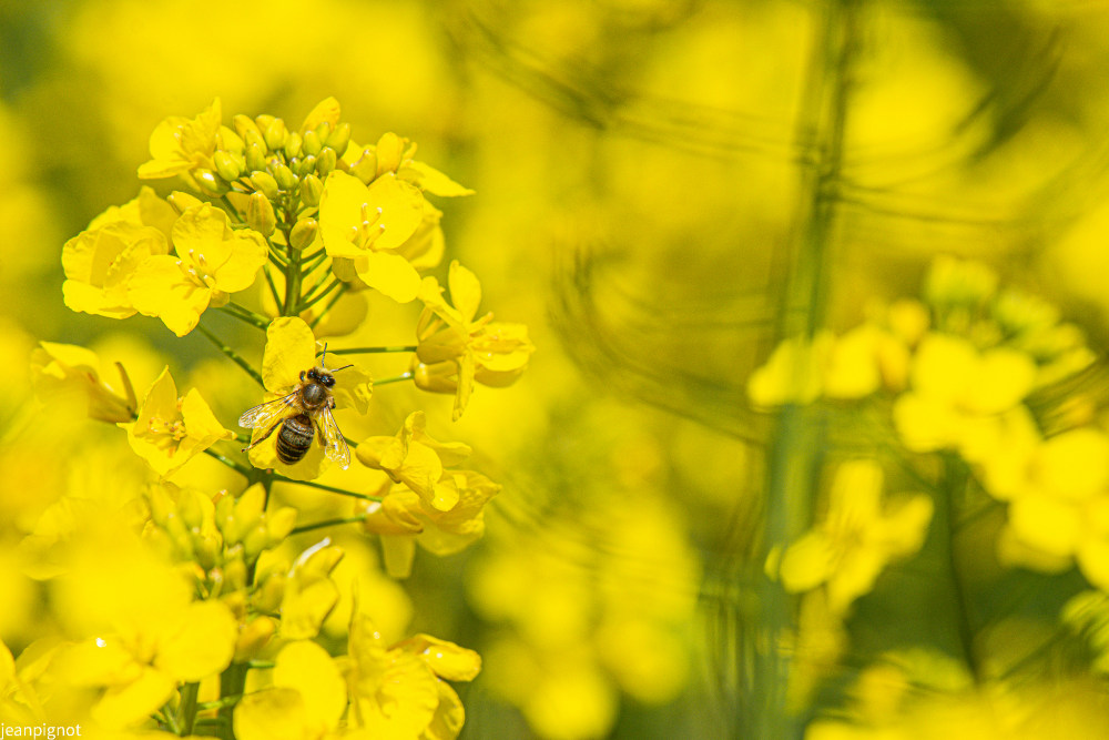 petite abeille andrene.JPG