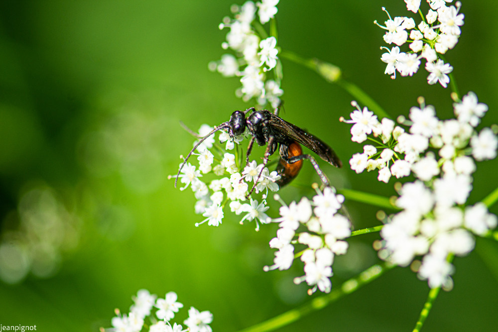 ichneumon_1406.JPG