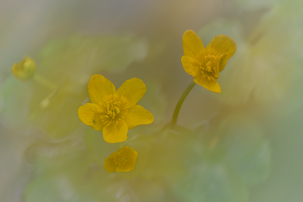 campanules mai 2023 1.jpg