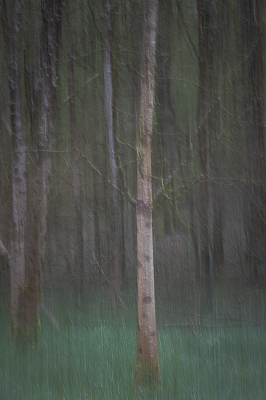 filé d'arbre avril 2023 1i.jpg