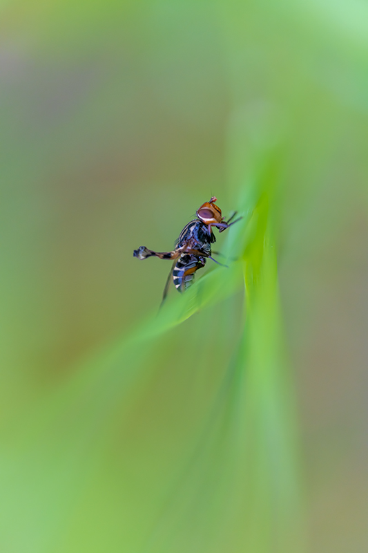 mouche mai 2023 2i.jpg