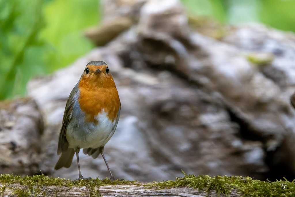 Rougegorge familier (Erithacus rubecula) - European Robin-657.jpg
