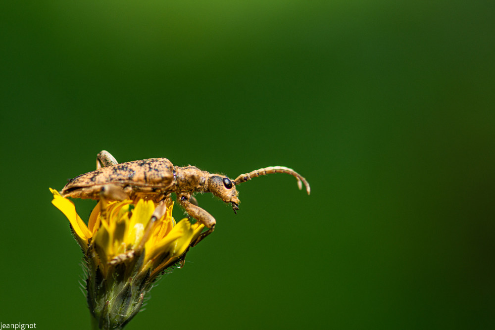 rhagium mordax.JPG