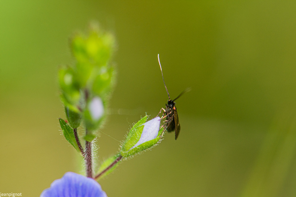 papillon adéle.JPG