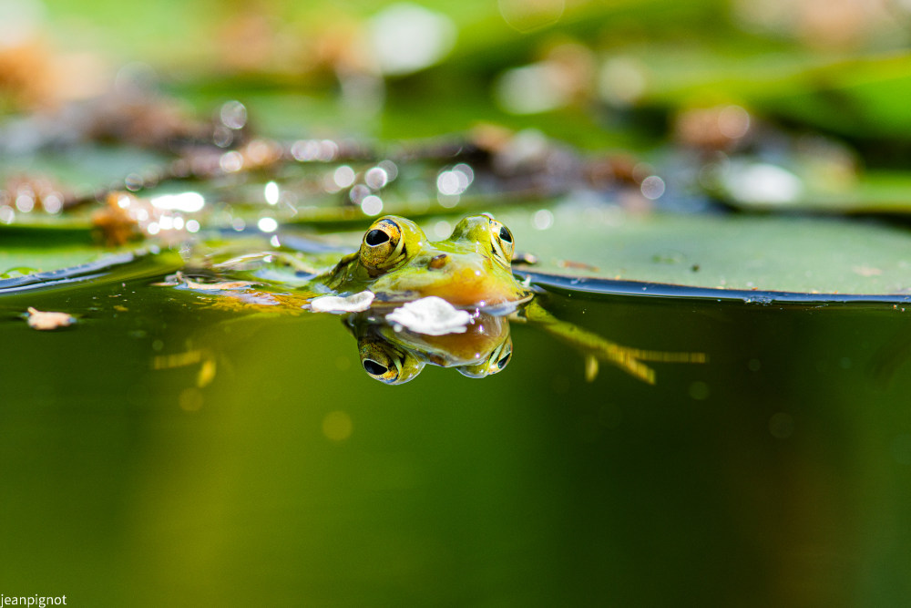 grenouille verte (2).JPG