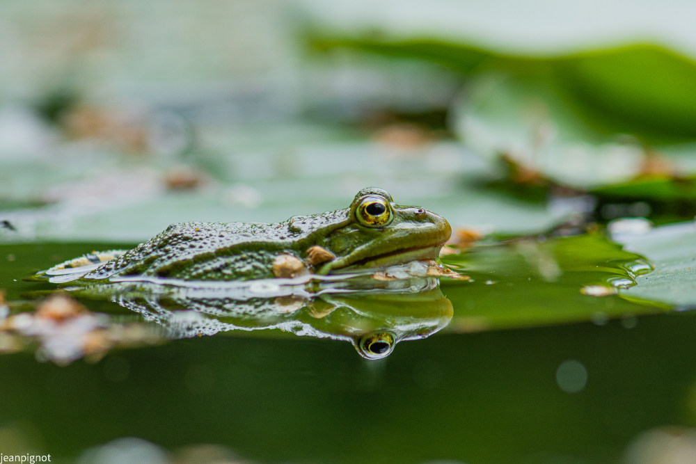 grenouille verte (3).JPG