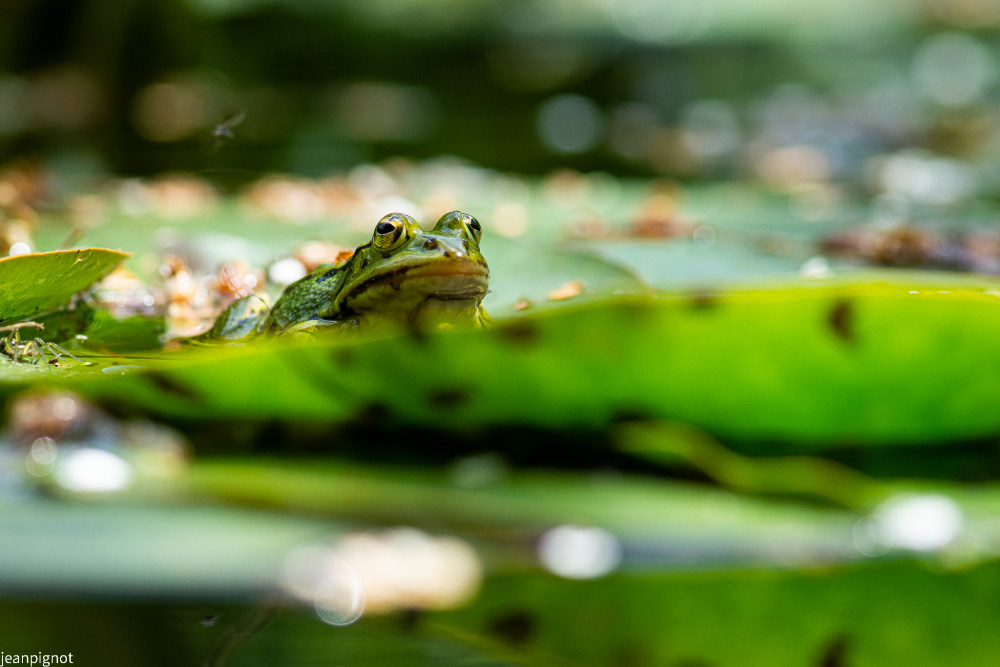 grenouille verte.JPG