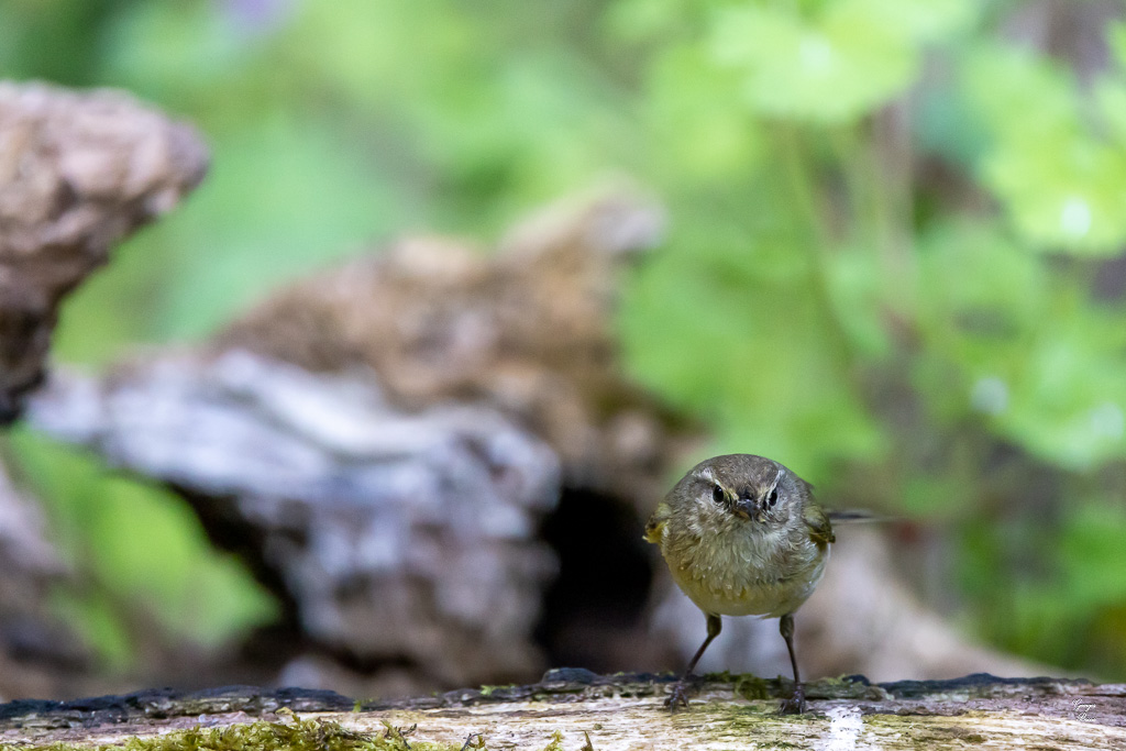 Pouillot Véloce (Phylloscopus collybita) Eurasian or Common chiffchaff-355.jpg