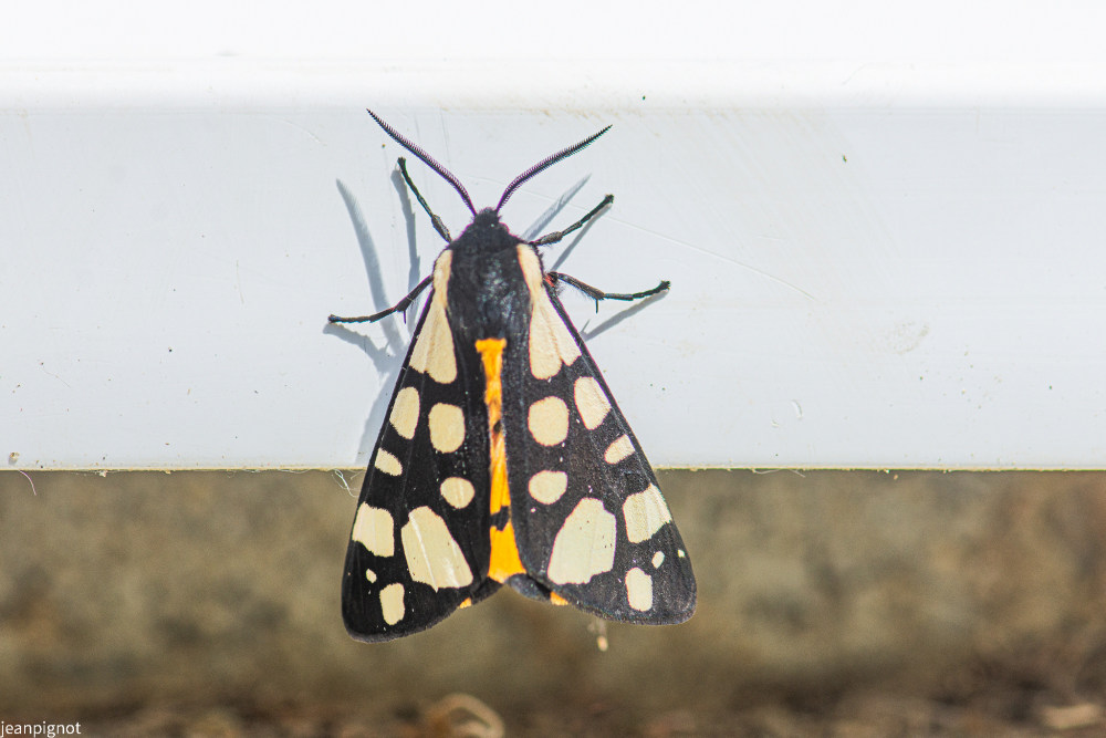 ecaille_1450.JPG