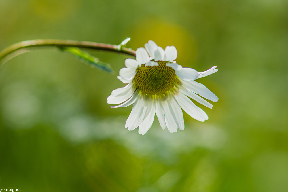 marguerite_1452.JPG