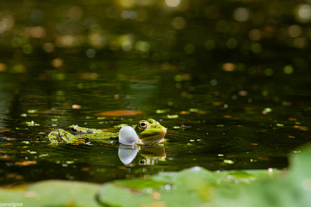 grenouille verte (2).JPG