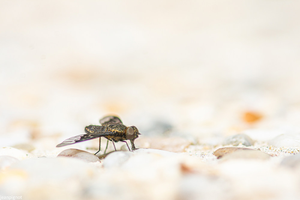 bombyle anthracine morio.JPG
