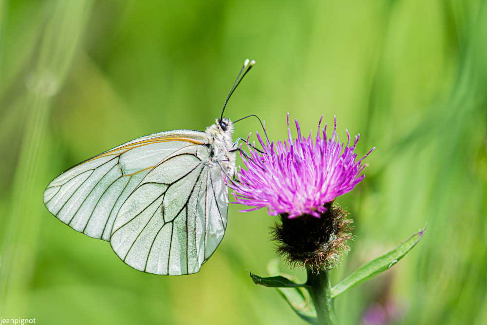 papillon gazé.JPG