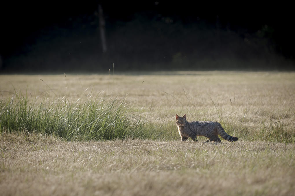 Chat forestier 2023 3.jpg
