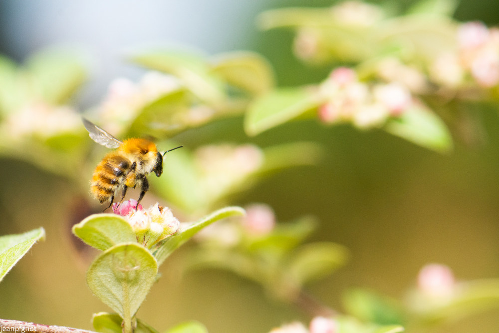anthophora plumipes.JPG