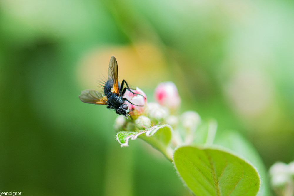 mouche tomoxys calcitrans.JPG