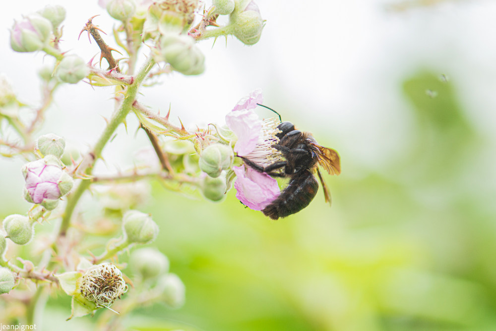 abeille résineuse géante.JPG