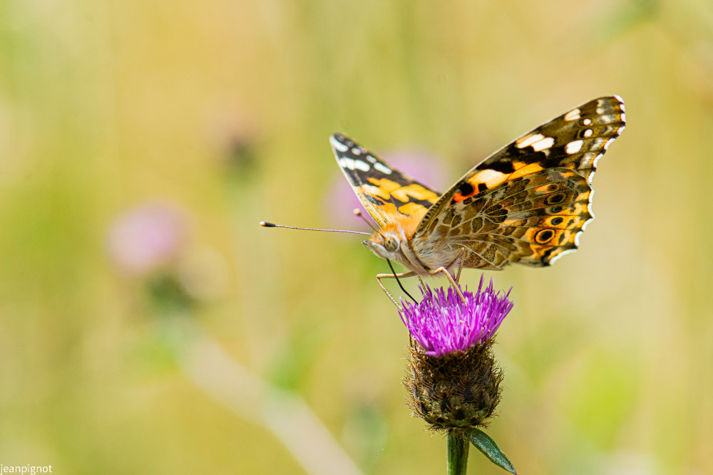 belle dame (2)_1604.JPG