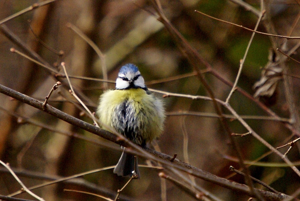 Mésange bleue.jpg