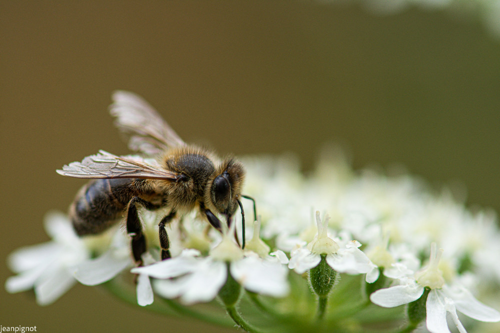 abeille (2).JPG