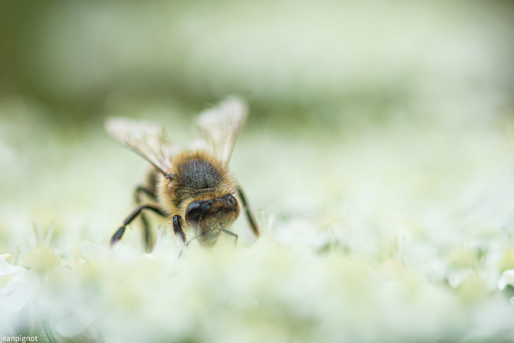 abeille.JPG