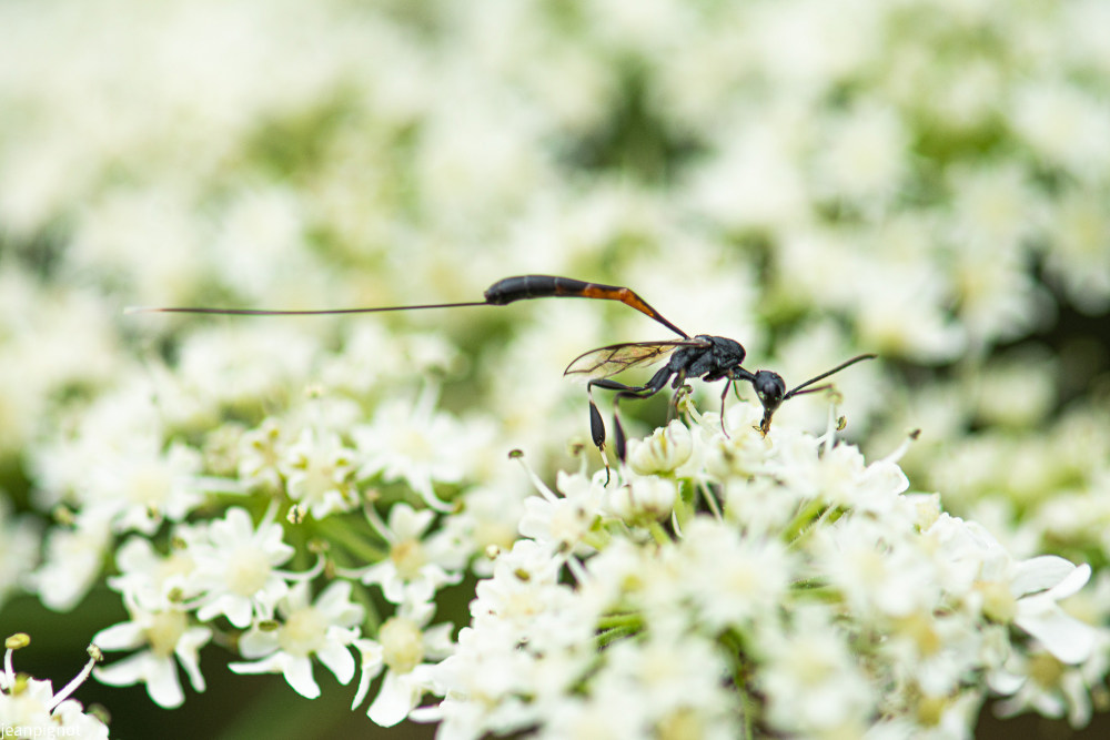 ichneumons.JPG