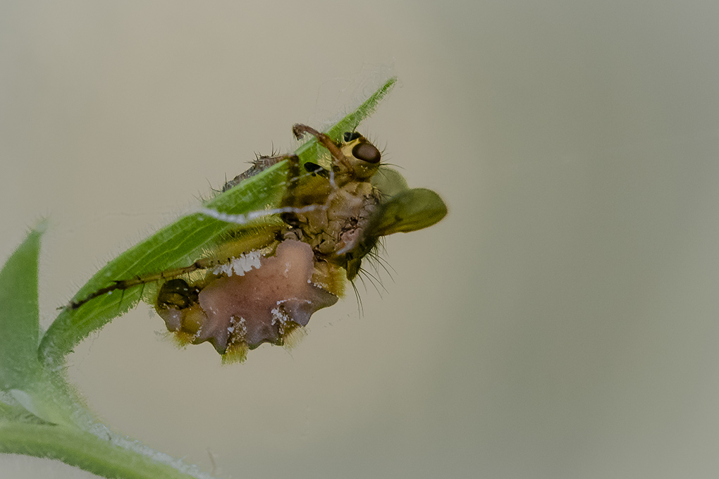 mouche détail 1.jpg