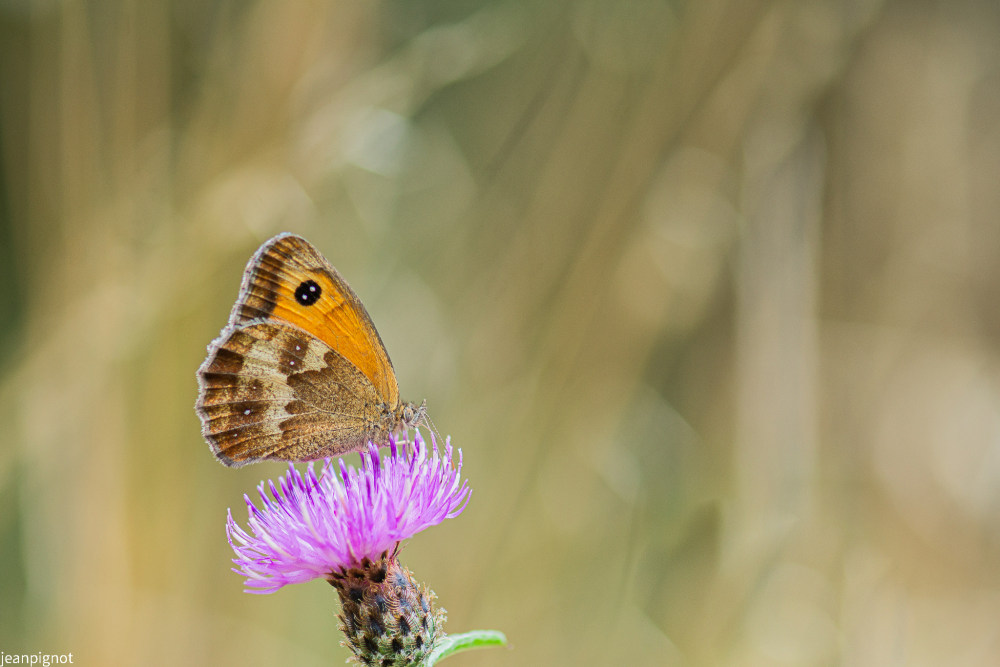 amaryillis.JPG