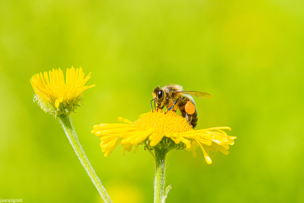 abeille comune.JPG