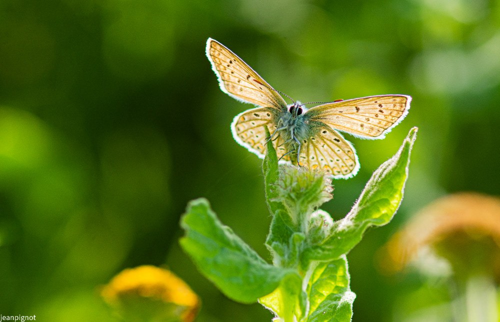azuré bleu céleste.JPG