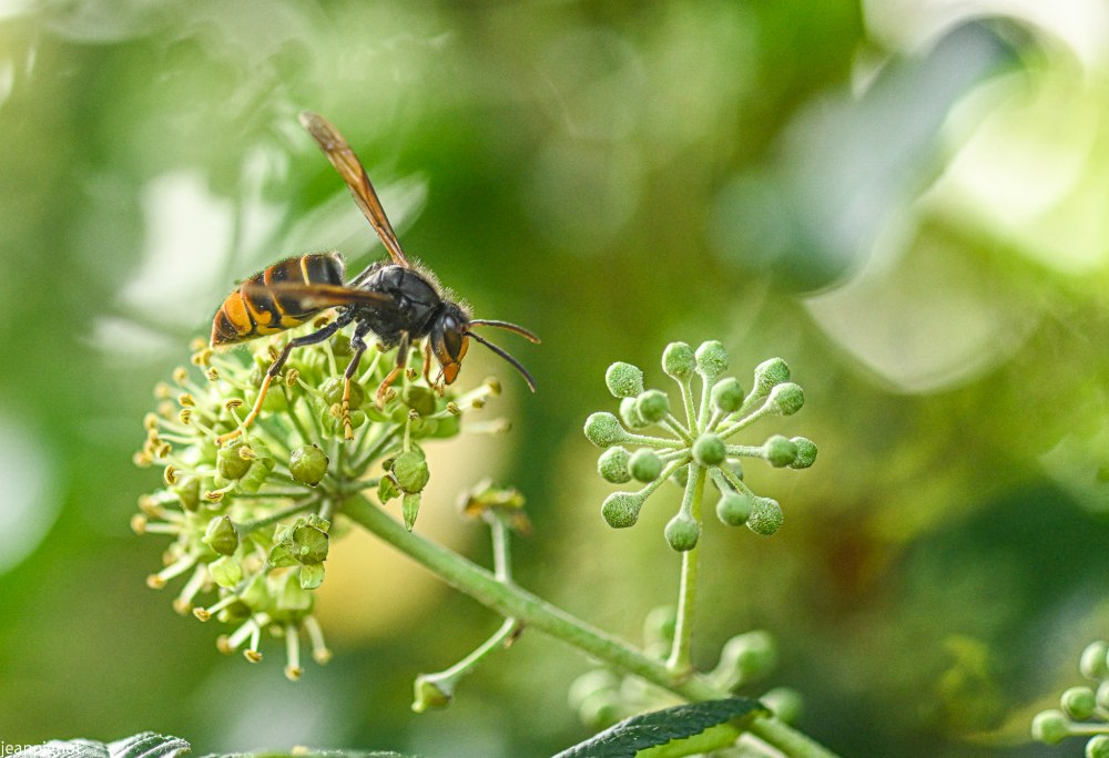 frelon asiatique dans mon lierre.JPG