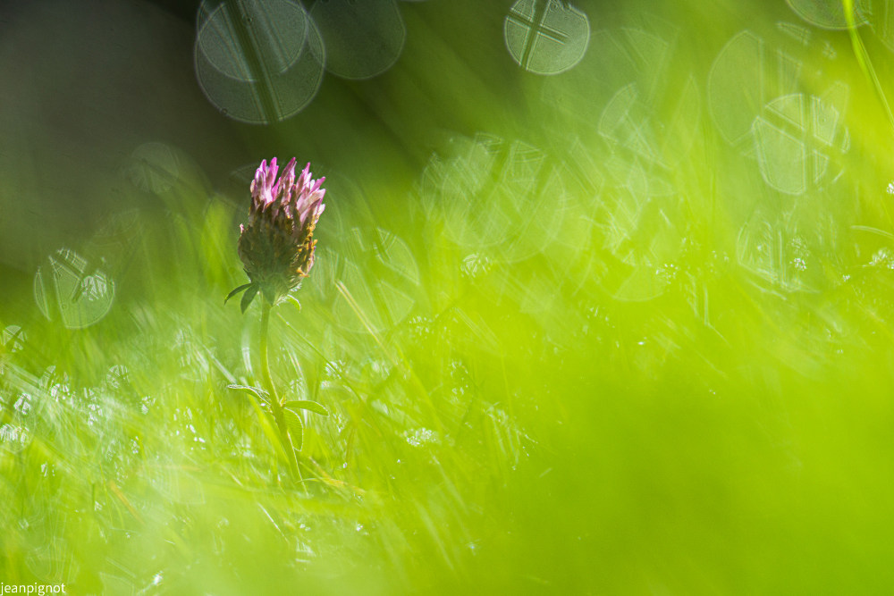 trefle dans la rosée.JPG