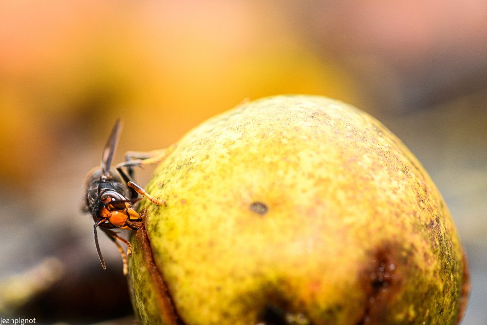 frelon persant la poire.JPG